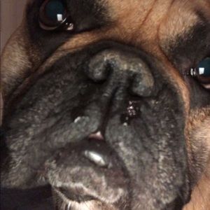 Meet your Posher, Romeo